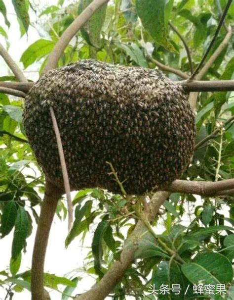 築蜂巢